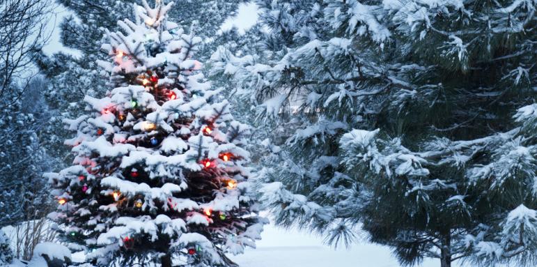 Лято по Коледа? Прогноза на проф. Рачев